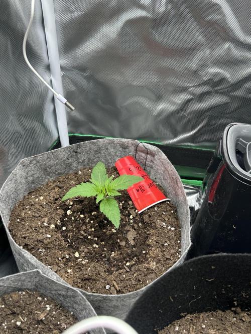 Gorilla Zkittles x Heisenberg. Week 2 - Gorilla zkittles 