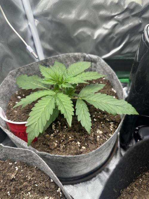 Gorilla Zkittles x Heisenberg. Week 2 - Gorilla zkittles 