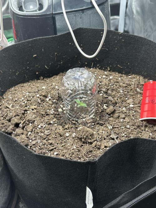 Gorilla Zkittles x Heisenberg. Week 2 - Heisenberg special 