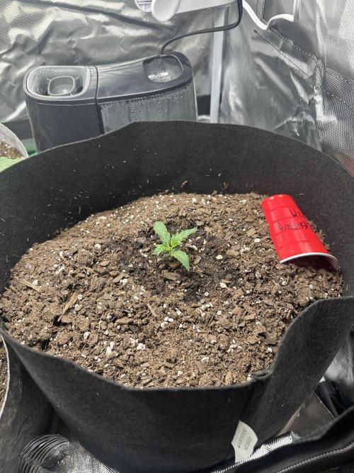 Gorilla Zkittles x Heisenberg. Week 2 - Heisenberg special