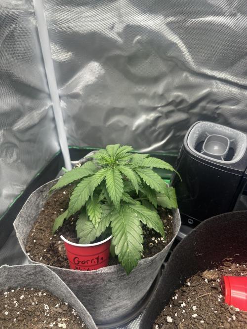 Gorilla Zkittles x Heisenberg. Week 3 - Gorrila Zkittles