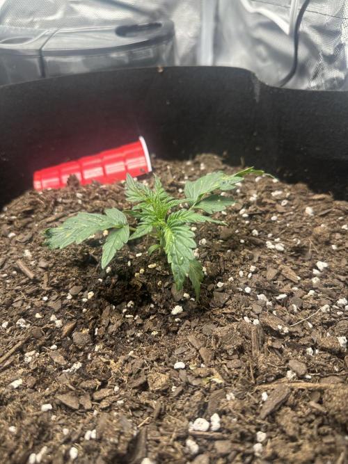 Gorilla Zkittles x Heisenberg. Week 3 - Heisenberg 