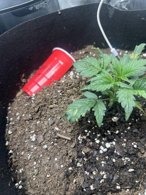 Gorilla Zkittles x Heisenberg. Week 3 -  Heisenberg 