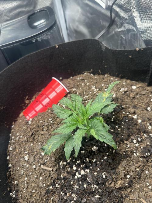 Gorilla Zkittles x Heisenberg. Week 3 - Heisenberg 