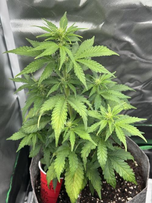 Gorilla Zkittles x Heisenberg. Week 4 - Gorilla Z #1