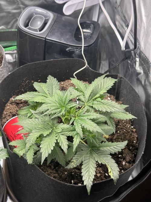 Gorilla Zkittles x Heisenberg. Week 4 - Heisenberg 