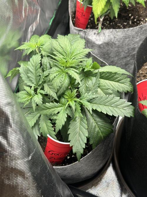 Gorilla Zkittles x Heisenberg. Week 4 - Gorilla Z #2