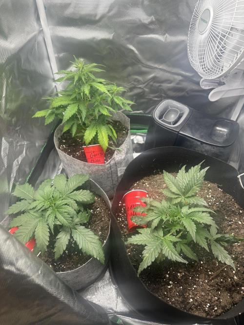 Gorilla Zkittles x Heisenberg. Week 4