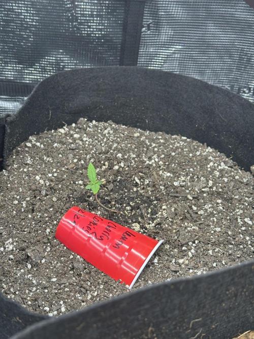 🍋🍒🍪 X 🍏. Week 0