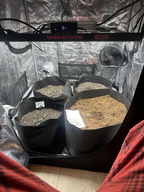 🍋🍒🍪 X 🍏. Week 0