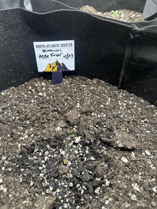 🍋🍒🍪 X 🍏. Week 0 - Apple Fritter