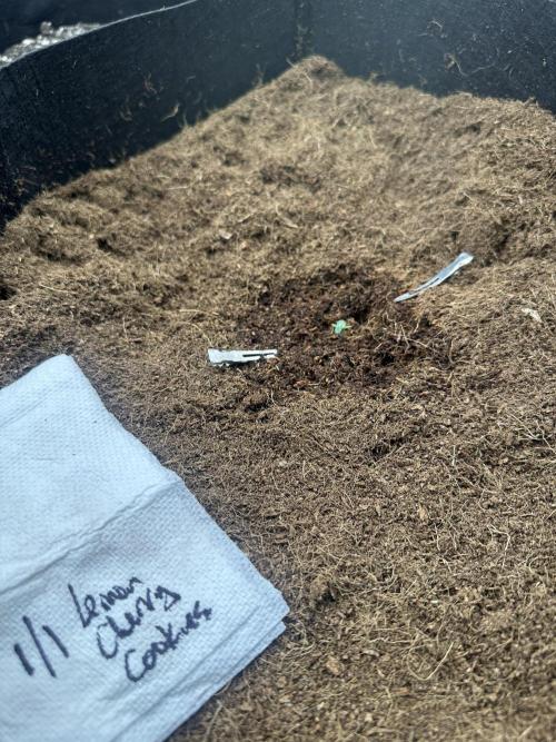 🍋🍒🍪 X 🍏. Week 0 - Lemon Cherry 🍋🍒🍪