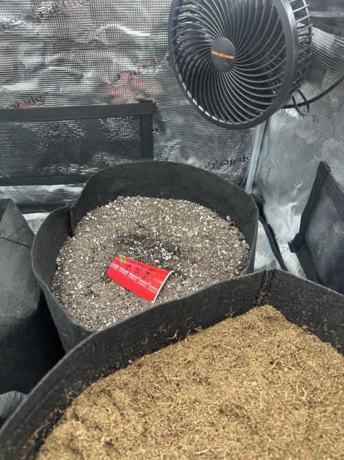 🍋🍒🍪 X 🍏. Week 0 - Lemon Cherry 🍋🍒🍪