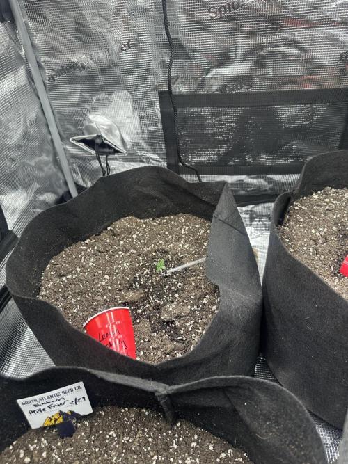 🍋🍒🍪 X 🍏. Week 0 - Lemon Cherry 🍋🍒🍪