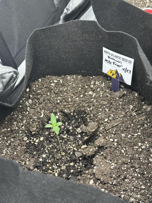 🍋🍒🍪 X 🍏. Week 1 - Apple Fritter 🍏 