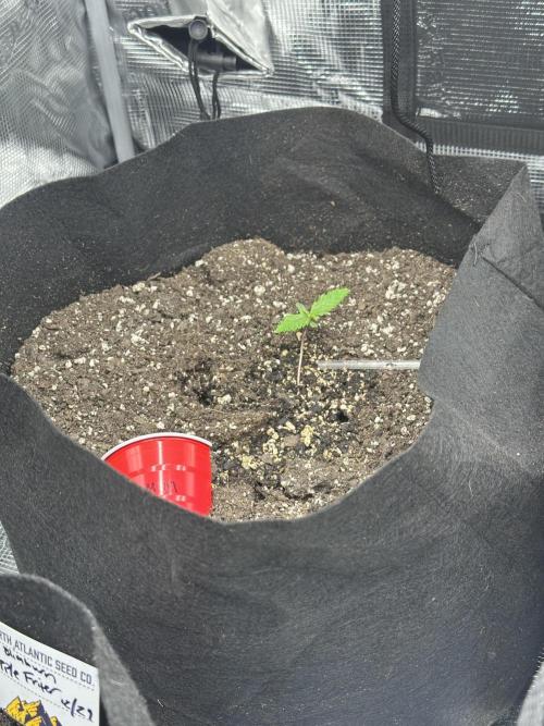 🍋🍒🍪 X 🍏. Week 1 - Lemon Cherry 🍋🍒🍪