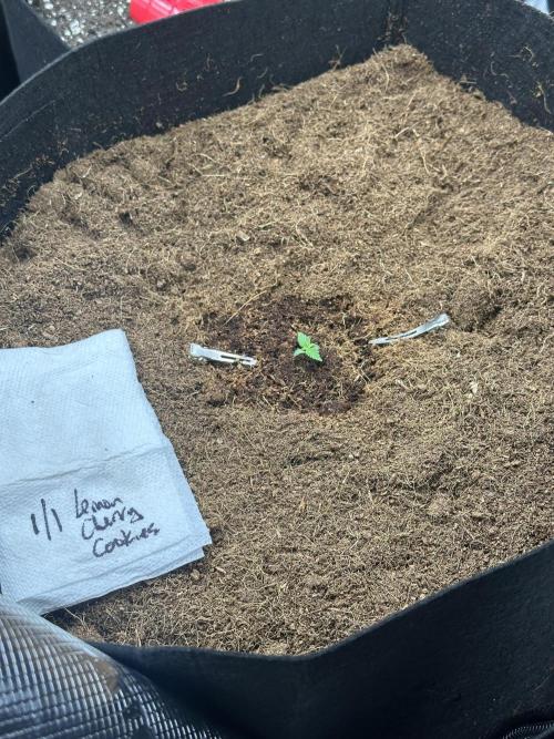 🍋🍒🍪 X 🍏. Week 1 - Lemon Cherry 🍋🍒🍪