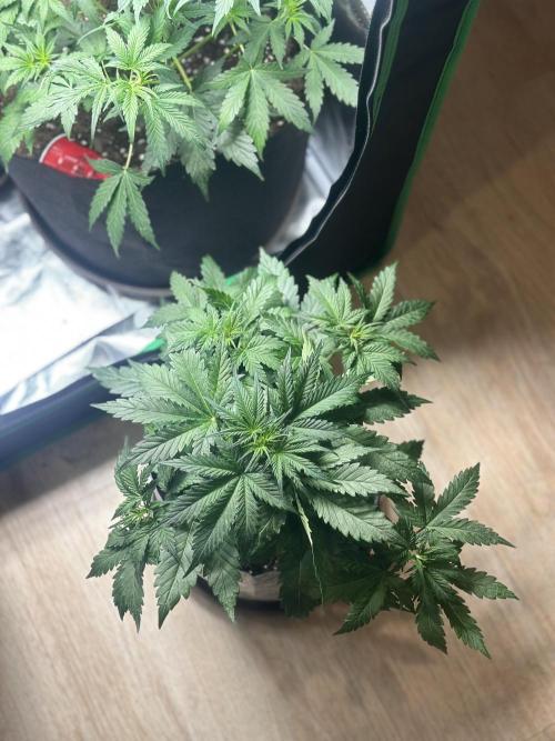 Gorilla Zkittles x Heisenberg. Week 5