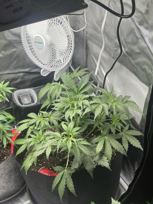 Gorilla Zkittles x Heisenberg. Week 5