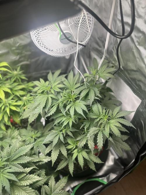 Gorilla Zkittles x Heisenberg. Week 5