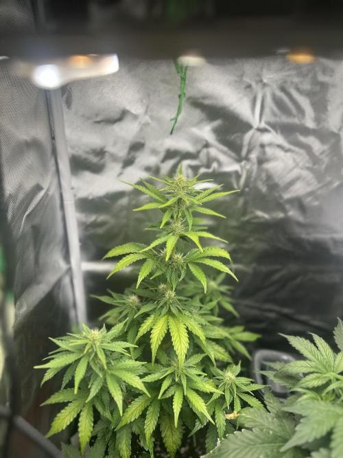 Gorilla Zkittles x Heisenberg. Week 5