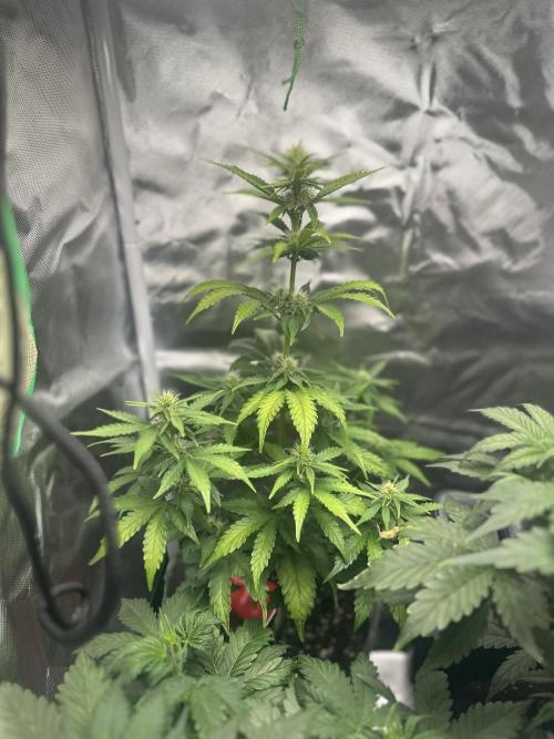 Gorilla Zkittles x Heisenberg. Week 5