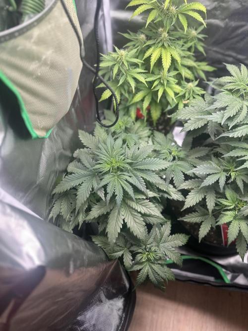 Gorilla Zkittles x Heisenberg. Week 5