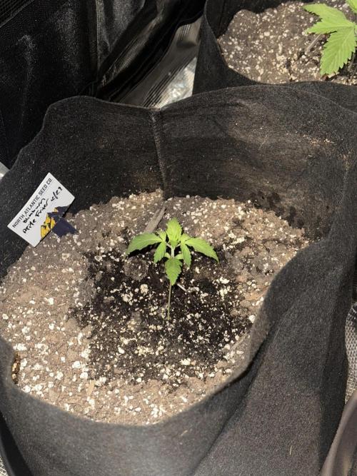 🍋🍒🍪 X 🍏. Week 2