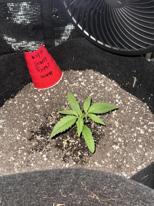 🍋🍒🍪 X 🍏. Week 2