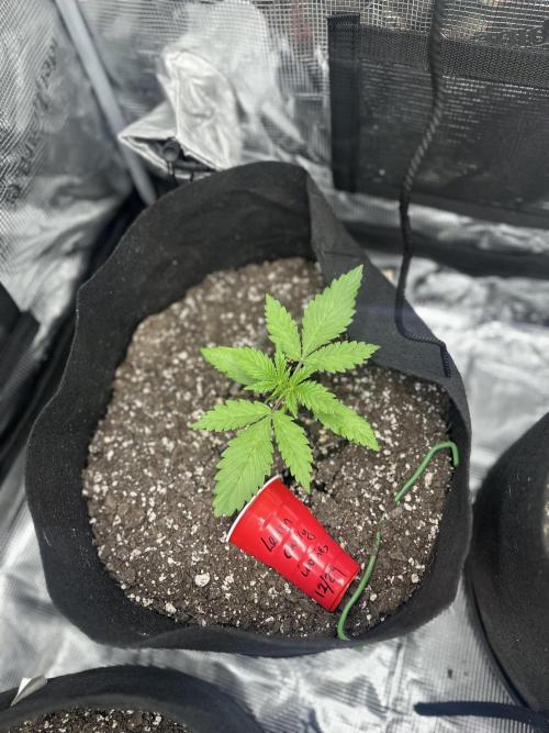 🍋🍒🍪 X 🍏. Week 2