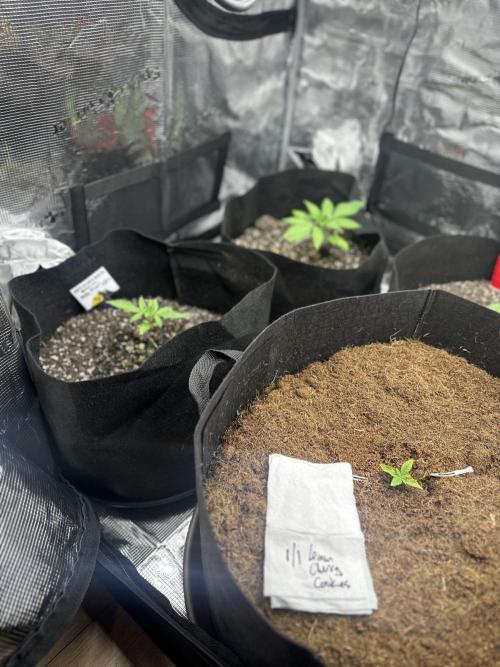 🍋🍒🍪 X 🍏. Week 2