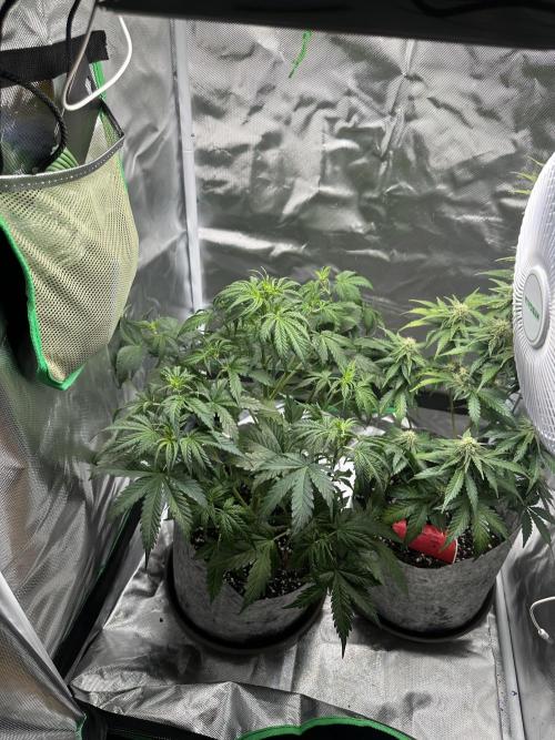 Gorilla Zkittles x Heisenberg. Week 6