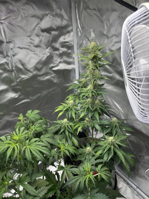 Gorilla Zkittles x Heisenberg. Week 6