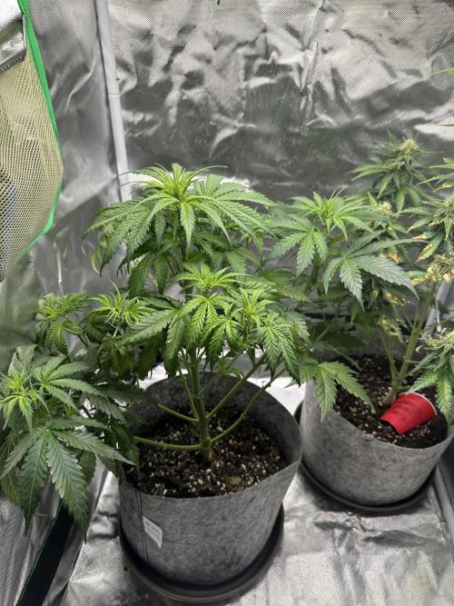 Gorilla Zkittles x Heisenberg. Week 6