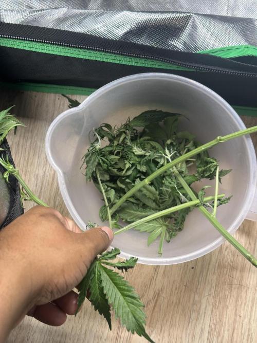 Gorilla Zkittles x Heisenberg. Week 6