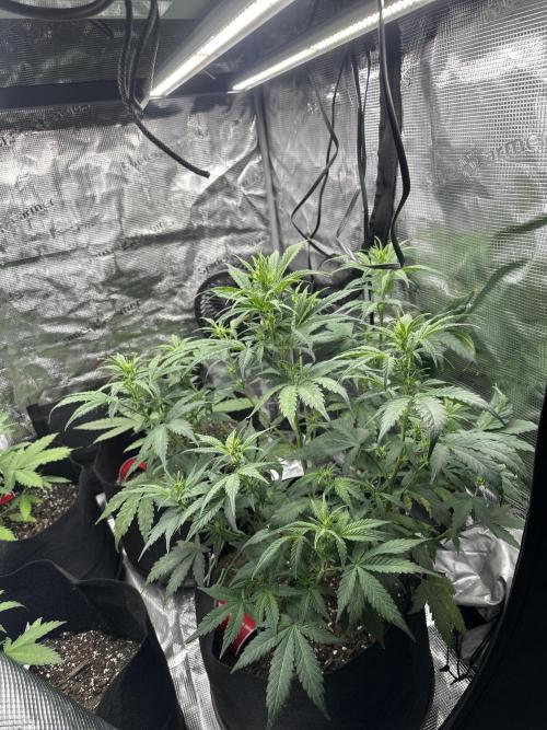 Gorilla Zkittles x Heisenberg. Week 6