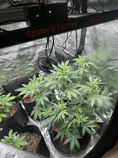 Gorilla Zkittles x Heisenberg. Week 6