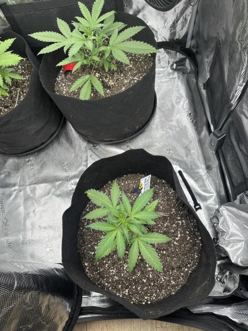 🍋🍒🍪 X 🍏. Week 3