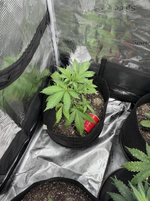 🍋🍒🍪 X 🍏. Week 3