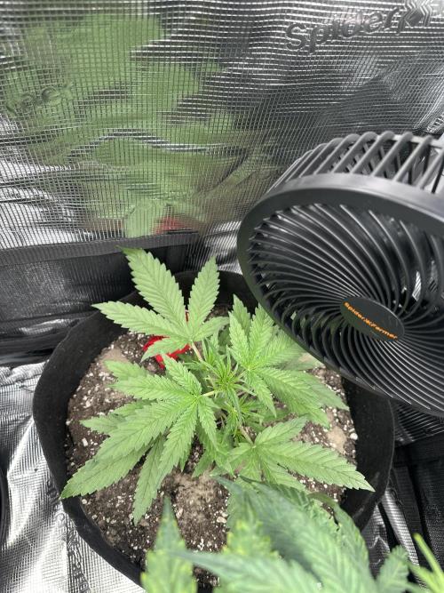 🍋🍒🍪 X 🍏. Week 3