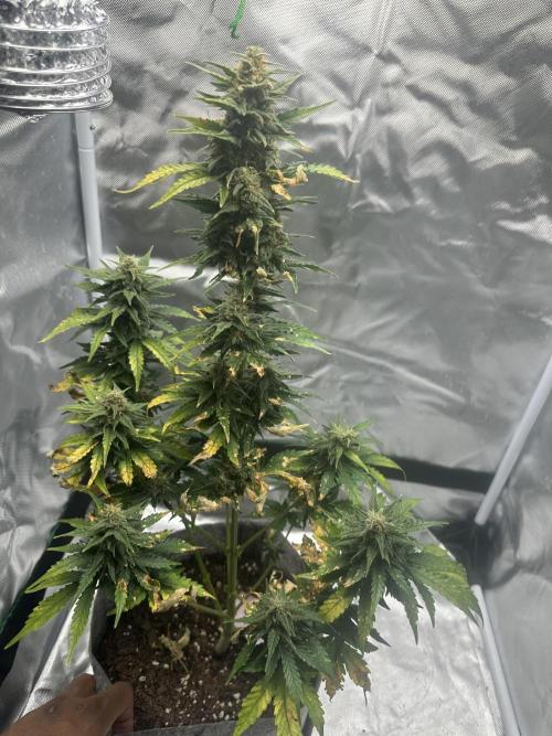 Gorilla Zkittles x Heisenberg. Week 7