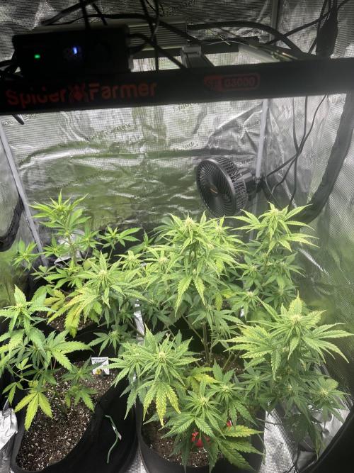 Gorilla Zkittles x Heisenberg. Week 7