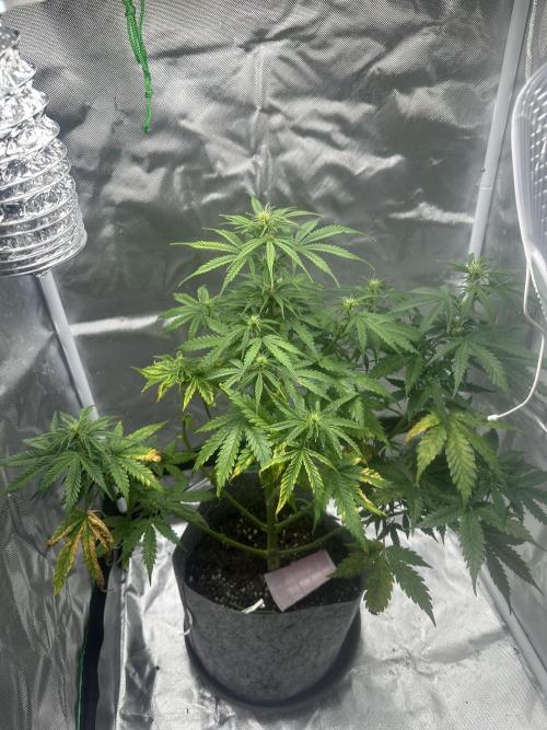 Gorilla Zkittles x Heisenberg. Week 7