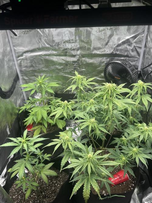 Gorilla Zkittles x Heisenberg. Week 7