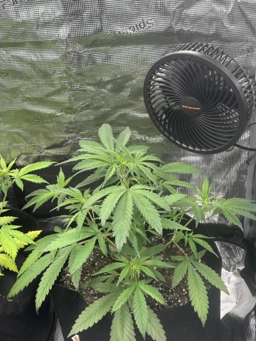 🍋🍒🍪 X 🍏. Week 4