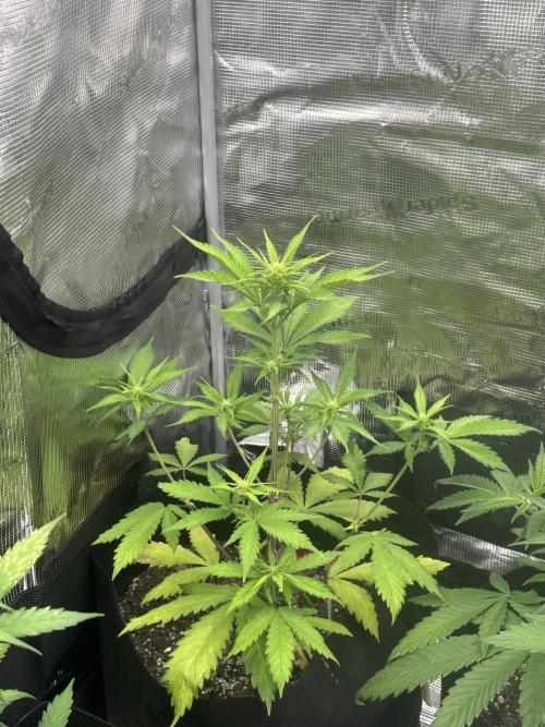 🍋🍒🍪 X 🍏. Week 4