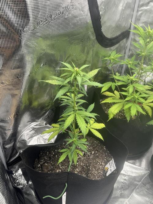 🍋🍒🍪 X 🍏. Week 4