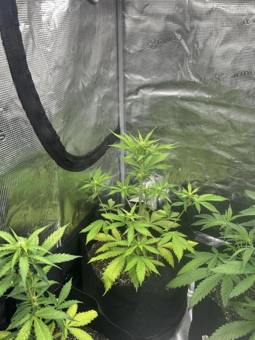 🍋🍒🍪 X 🍏. Week 4