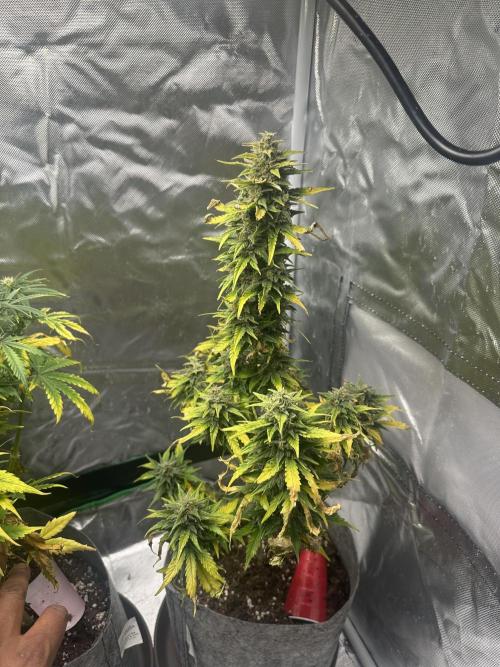 Gorilla Zkittles x Heisenberg. Week 8