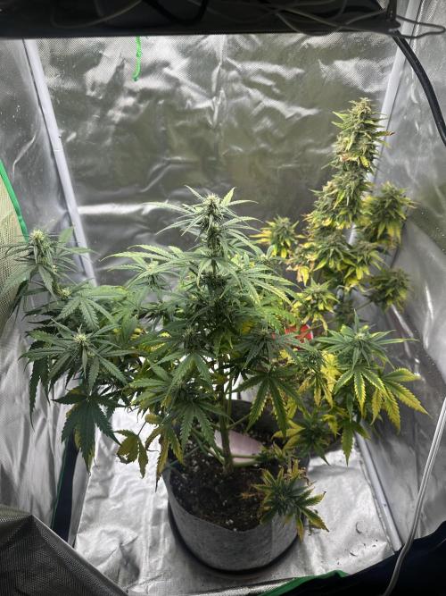 Gorilla Zkittles x Heisenberg. Week 8